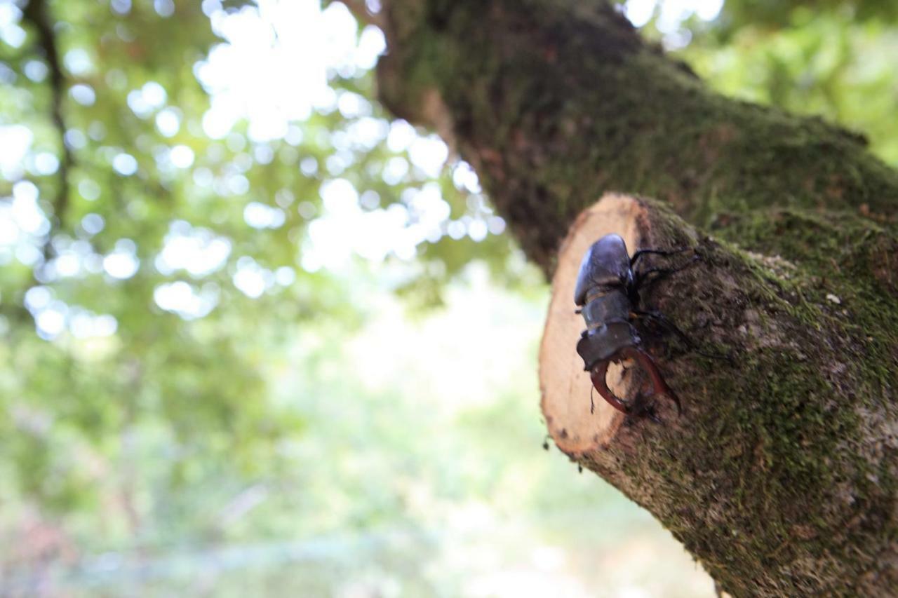 Oak Nature วีเอย์รา ดู มีโญ ภายนอก รูปภาพ